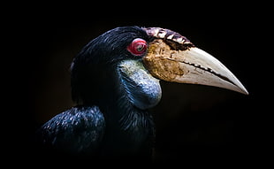 long-beak black and white bird, animals, birds HD wallpaper