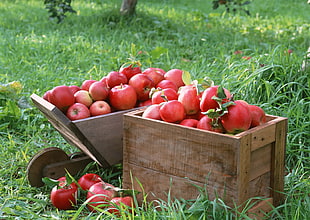 Apples in box scenery HD wallpaper