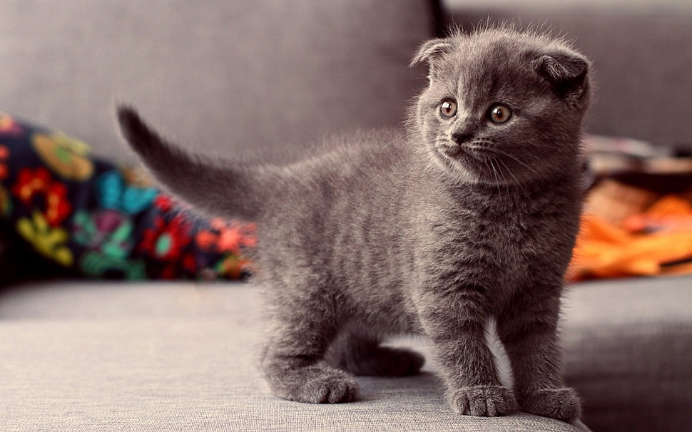 grey short coated kitten HD wallpaper