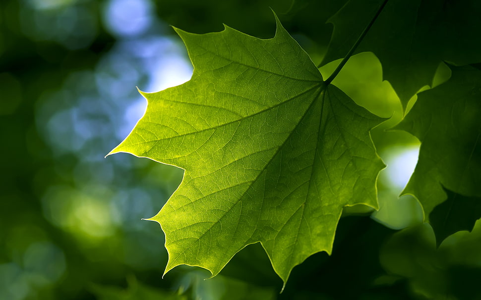 yellow and green leaf plant, nature, leaves, plants, macro HD wallpaper
