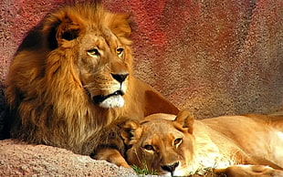 brown lion and brown lioness, lion HD wallpaper