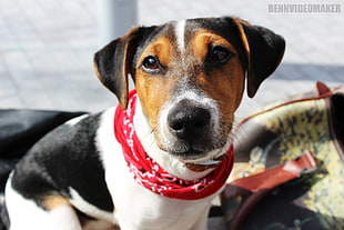 adult tri-color beagle, dog, bandanas, animals, Jack Russell Terrier HD wallpaper