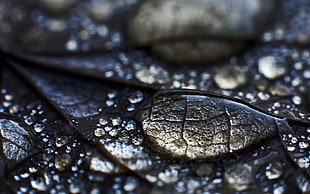 Water,  Drops,  Dew,  Leaves HD wallpaper