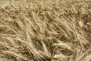dried grass field HD wallpaper