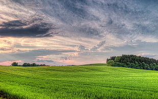 green grass field, nature, clouds, trees, landscape