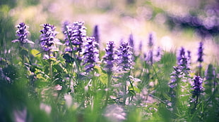 shallow focus photography of a purple flower HD wallpaper