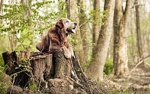 brown long-coat dog on cut tree trunk HD wallpaper