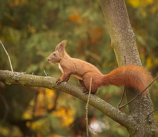 brown squirrel on branch of tree during daytime