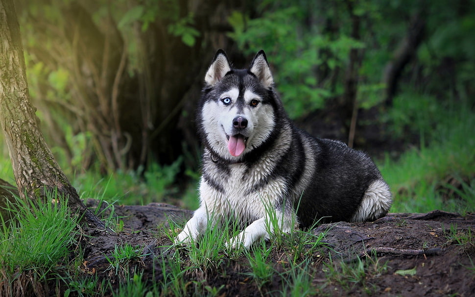 Siberian Husky beside tree HD wallpaper