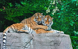 two adult Bengal tigers lying down on gray concrete surface surrounded by green leaf trees