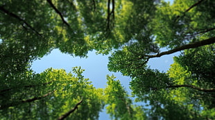 low angle photo of green leaf tree under blue sky HD wallpaper