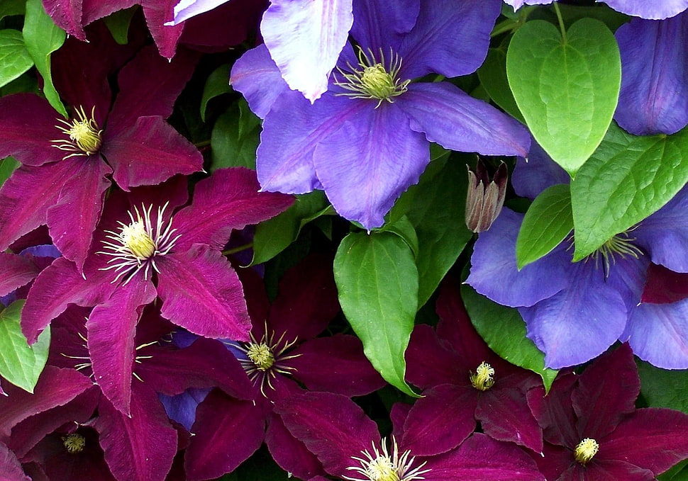 purple and red petaled fowers HD wallpaper
