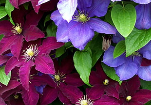 purple and red petaled fowers