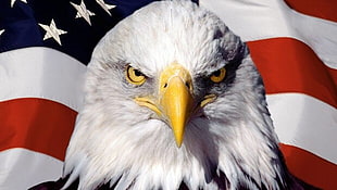 close photo of bald eagle with U.S.A. flag background