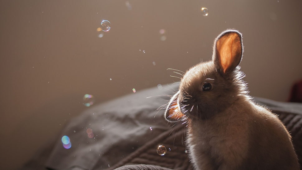 black and brown short-coated cat, rabbits, bubbles, animals HD wallpaper