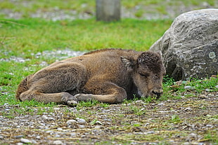 brown 4-legged animal lying on green grass during daytime