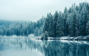 body of water beside trees, nature, winter, water, landscape