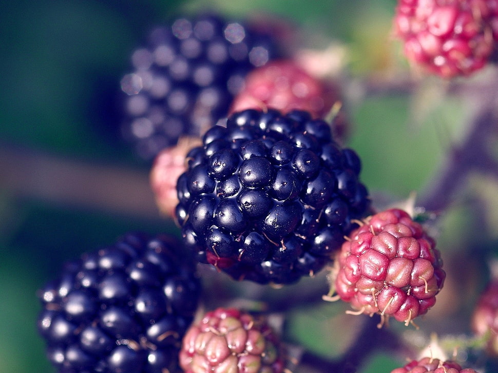 close up photo of red and black round fruits HD wallpaper