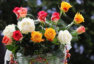 selective focus photography white, yellow, and red rose arrangement