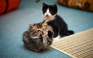depth of field photography Tuxedo and Tabby kittens