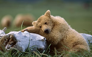 close up photo of brown bear cubs on tree