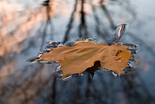 maple leaf on top of calm body of water at daytime