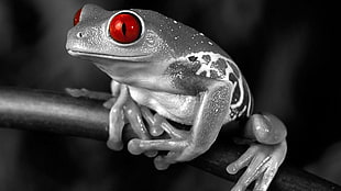 red-eyed frog, selective coloring, amphibian, frog, animals