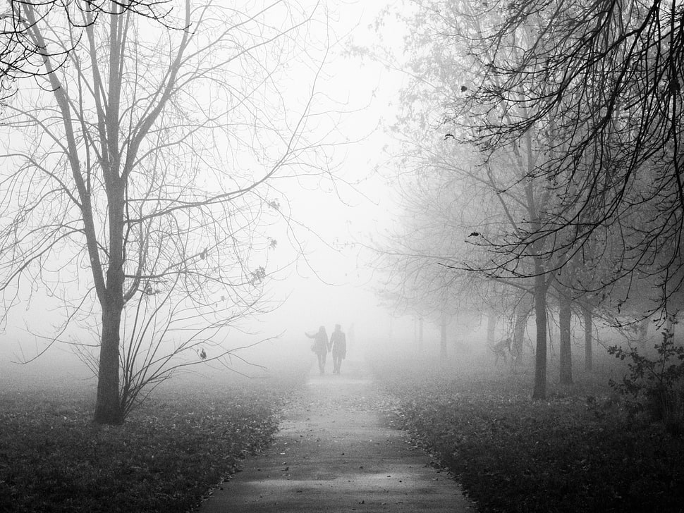 couple walking on pavements with near line of tress, regents park HD wallpaper