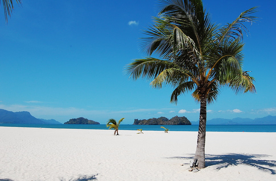 Landscape photography of coconut tree near seashore HD wallpaper