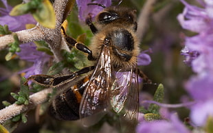 close-up photo of black and yellow bee