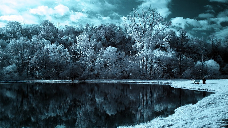 body of water, snow, winter, lake, forest HD wallpaper