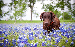 tilt shift lens photography of brown dog on flower filed