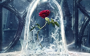 Beauty And The Beast enchanted rose HD wallpaper