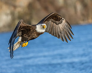 bald eagle flying above body of water during daytime