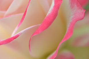 macro photo of white with pink tip rose flower