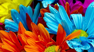 close up photo of orange and blue daisy flower