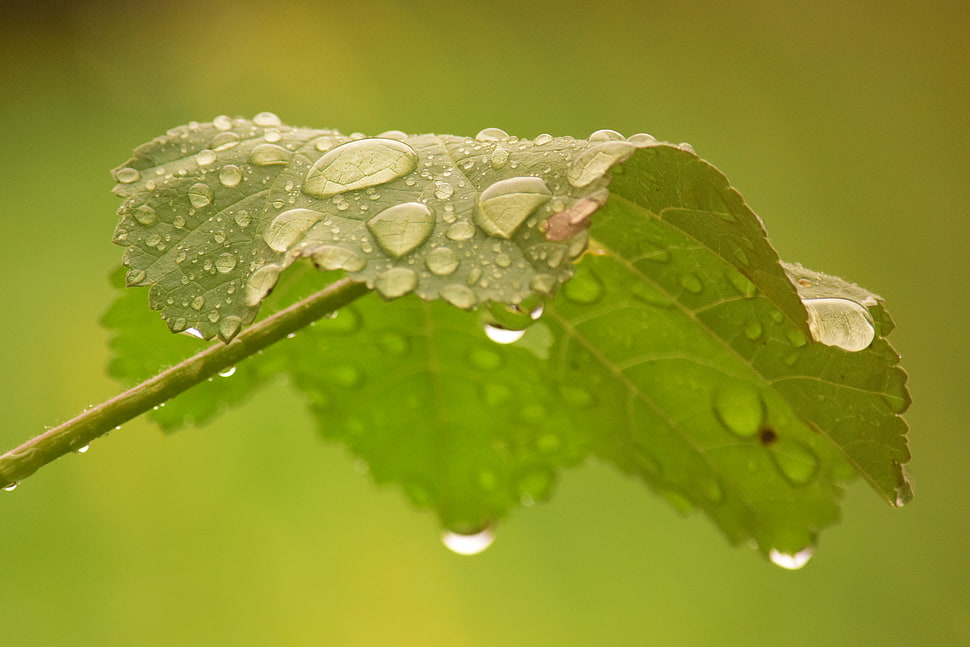 macro shot of dew on leaf HD wallpaper