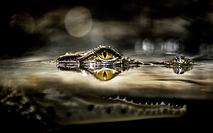 crocodile eye photo HD wallpaper