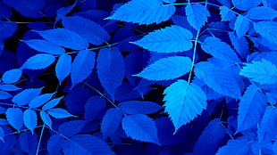 blue leaves photography
