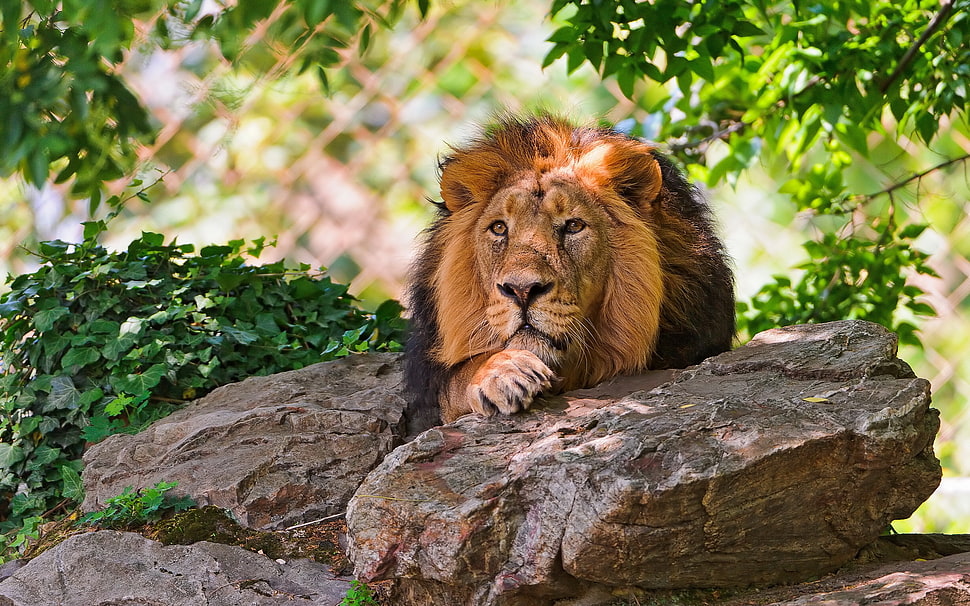 lion lying on gray rock surrounded by green plants HD wallpaper