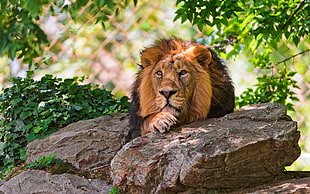 lion lying on gray rock surrounded by green plants