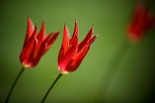 red petaled flower closeup photography HD wallpaper