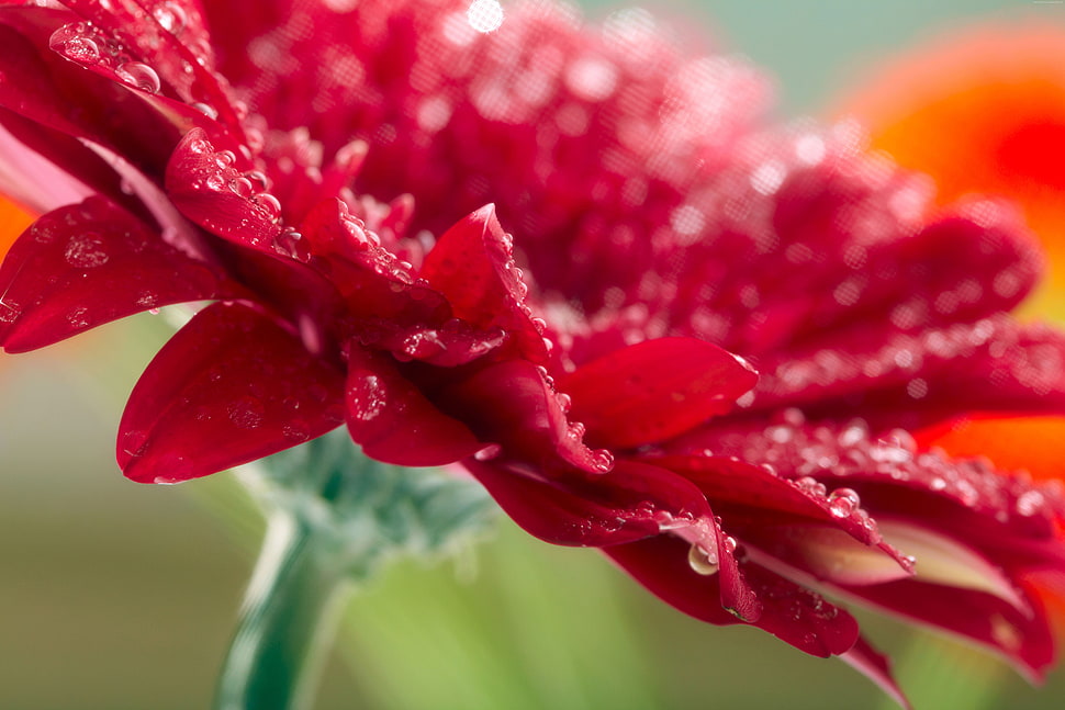 red gerbera daisy flower with water dew HD wallpaper