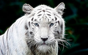albino tiger illustration HD wallpaper