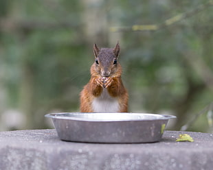animal photography of Chipmunk, red squirrel