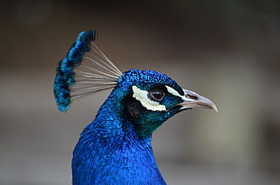 closeup photo of blue peacock, bruce