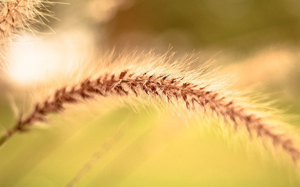 brown petaled flower, nature, spikelets, macro HD wallpaper