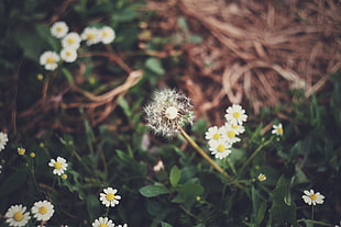 selective focus photography of white dandelion flower