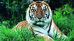 tiger on green grass HD wallpaper