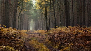 brown trees, forest, path HD wallpaper